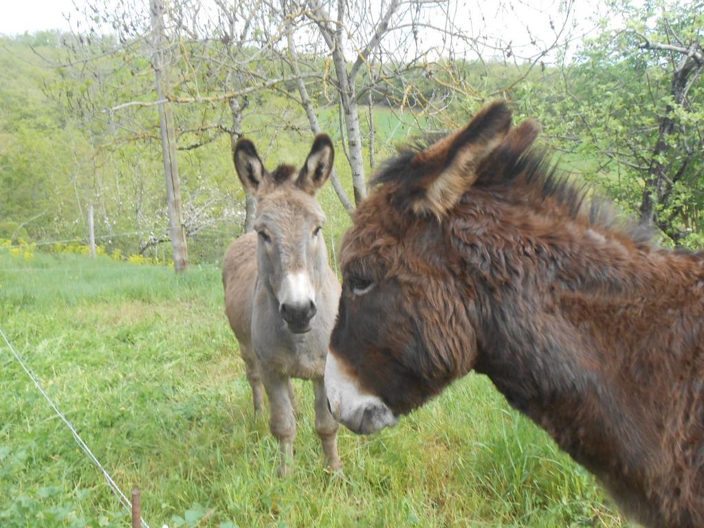 Gite Des Monts Saint-Izaire Kültér fotó